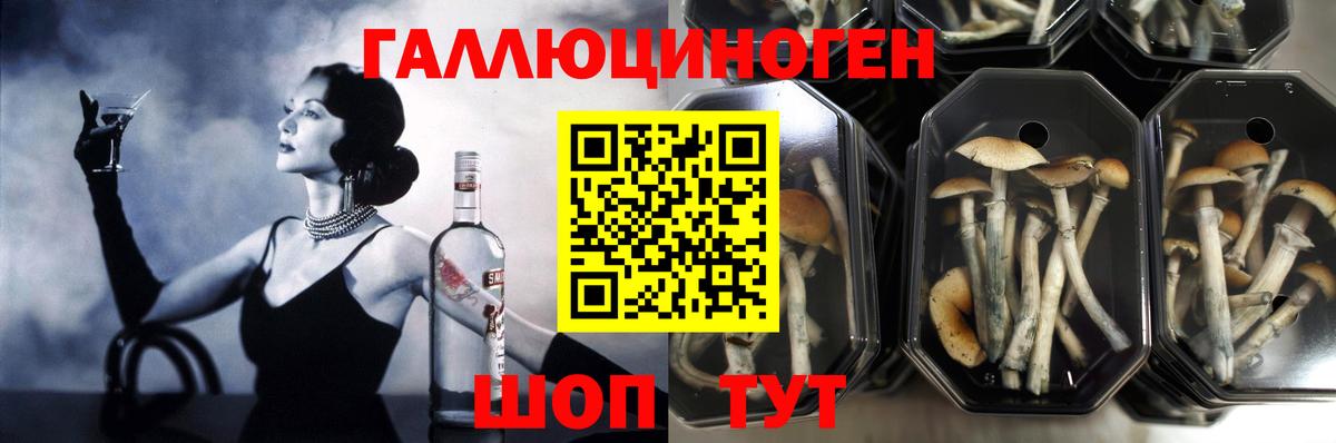 Галлюциногенные грибы Cubensis Горно-Алтайск
